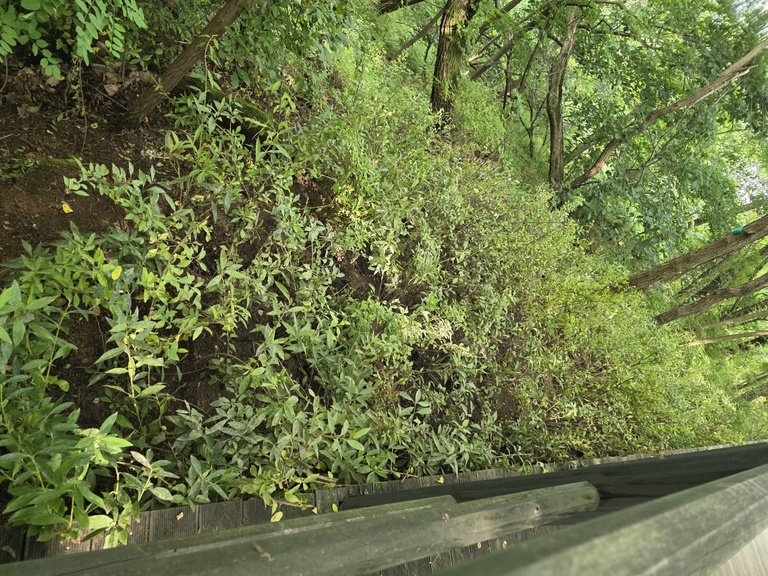 북한산 둘레길 개나리 식재공사 